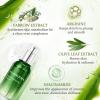 Aloderma Aloe Brightening Serum for Face Made with 65% Organic Aloe Vera + Niacinamide & Vitamin C for Bright, Luminous Skin – Natural Serum to Hydrate & Revitalize Dull, Tired Skin, 1.7oz(Brightening)